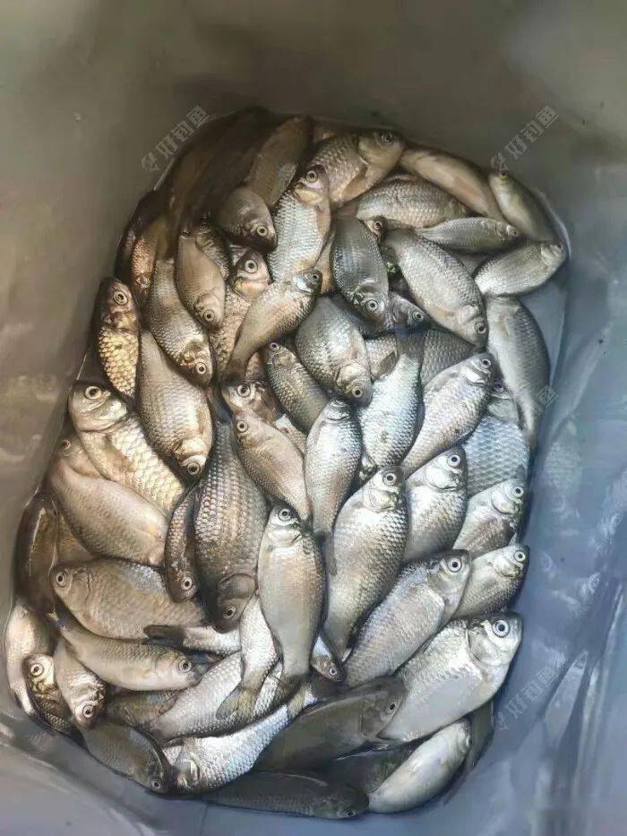 野钓灌溉渠小鲫鱼疯了双飞连杆