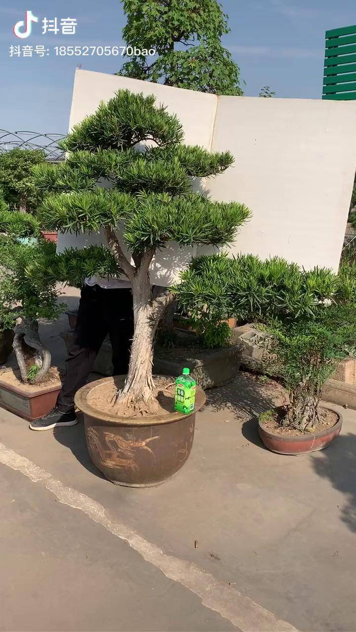 罗汉松特别适合家里养罗汉松是财富的象征