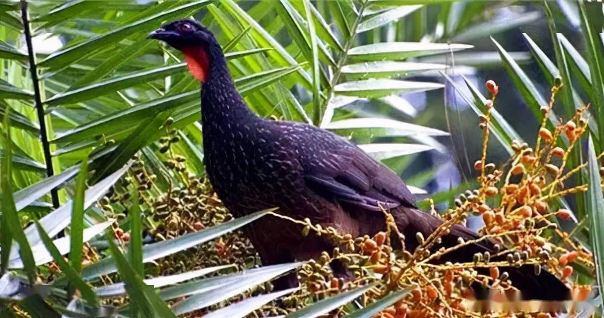 是时候盘一波咖啡"粪"豆史,看着就很有味儿_牛屎