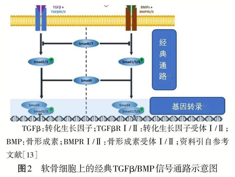 wnt信号通路分为经典的β-catenin依赖型wnt/β-catenin信号通路(见图