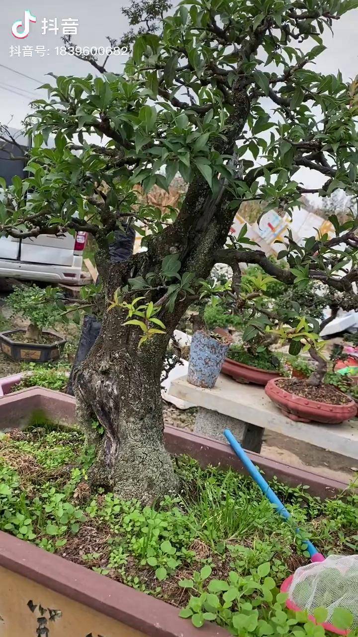 养了七八年的李子树