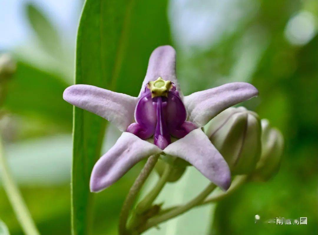 五狗卧花心这植物名是认真的吗