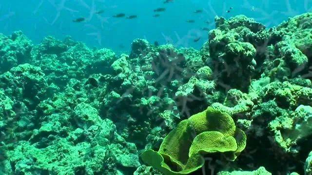 灵感|时尚圈的新物种，一只“海豚”的潮流单品“上位”史