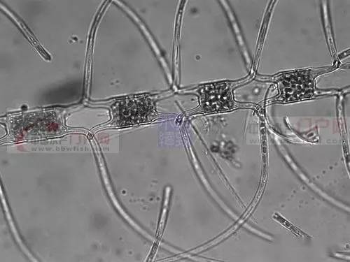 高清图!够全,够清晰!史上最全的藻类图谱_蓝藻