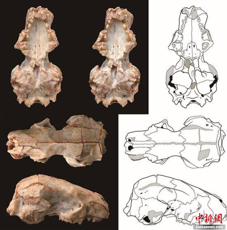 动物群|中国新发现2000万年前短面猬化石