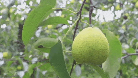 e28fe74c48a04a8baf7e0f341a6769ef.gif