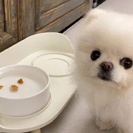 诚意|网友想骗狗子喝水,就把零食丢进水碗里,结果狗子的反应笑喷!