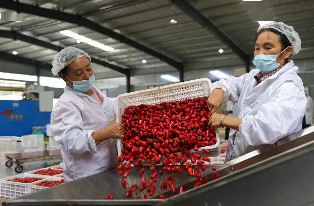 视界|红红的辣椒