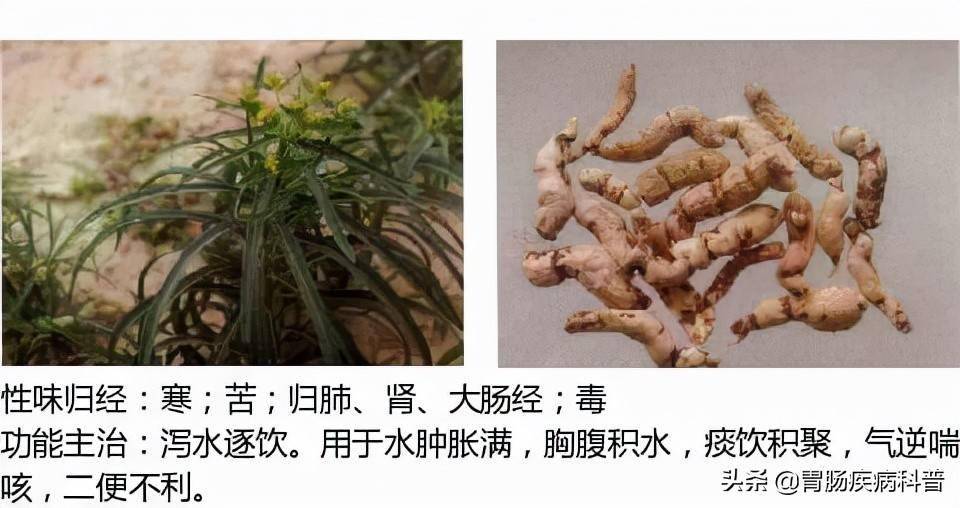 全網最全的中草藥圖譜圖片性味歸經主治功效還不收藏