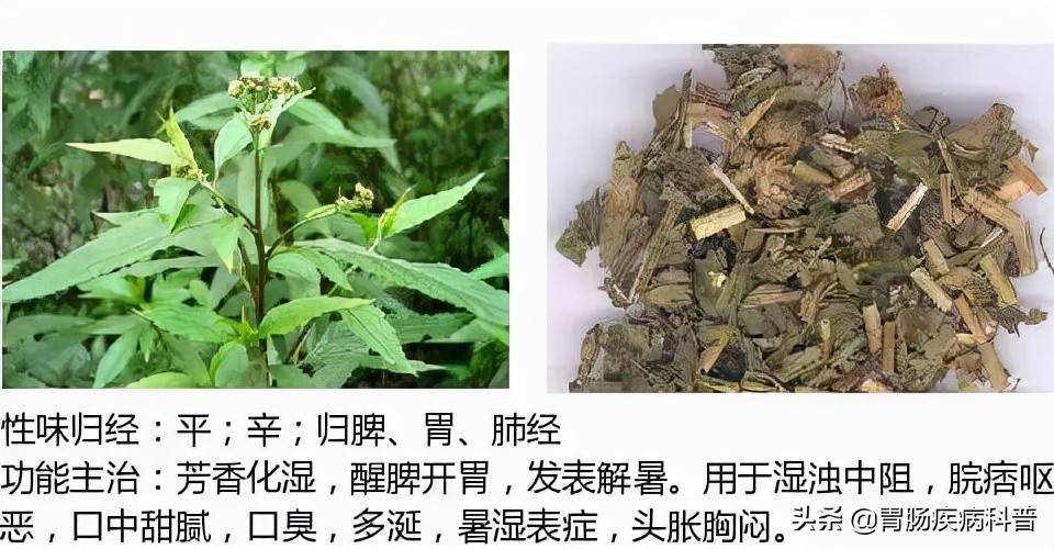 全网最全的中草药图谱图片性味归经主治功效还不收藏