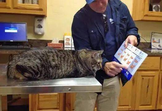 怎么给猫打疫苗啊 c1bc02bdc0bb4a7f9c40acb525d5cf64.jpeg