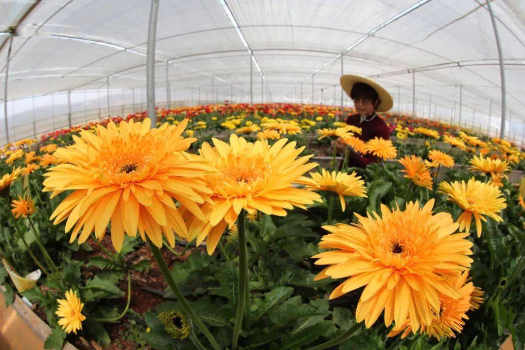 云南鲜花,yyds!_花卉