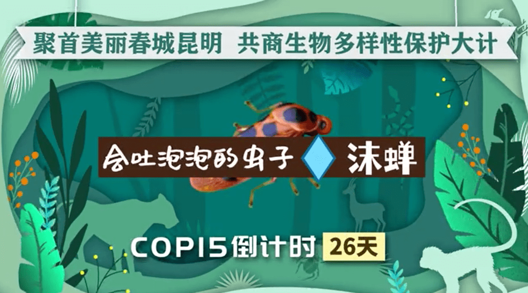 迎接cop15《绘说雨林—沫蝉