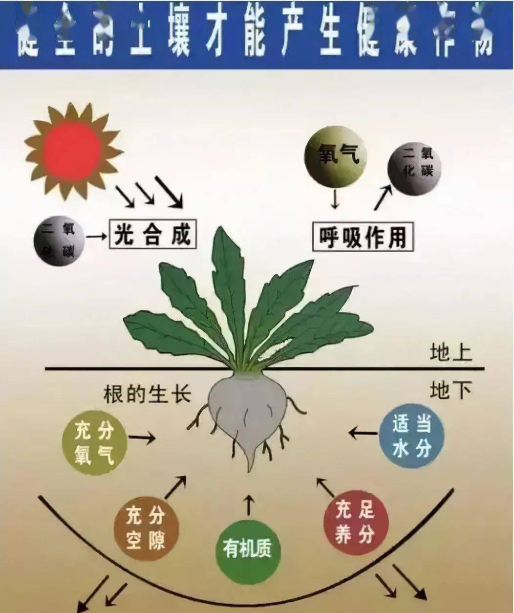 所以,柑橘园应保持良好的土壤透气性,以利于根