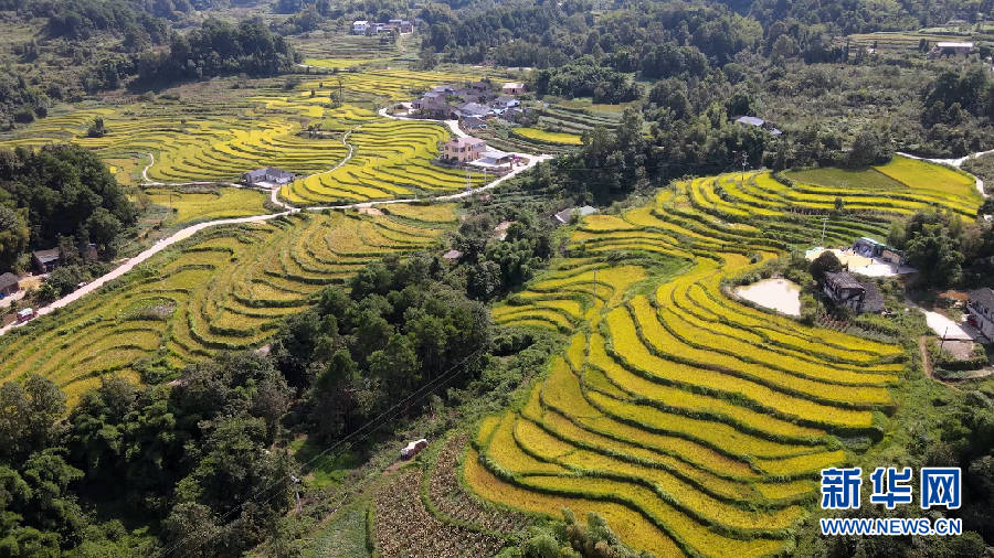 圖為重慶江津西湖鎮關勝村稻田航拍.新華網發(周密 攝)