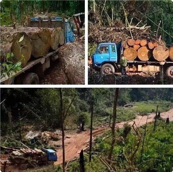 中国伐木工在东南亚热带雨林