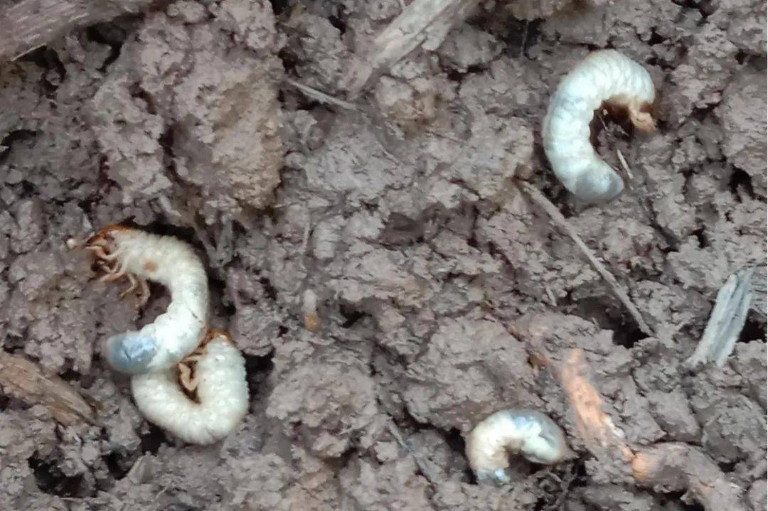 夏邑县农业农村局开展地下害虫摸底调查