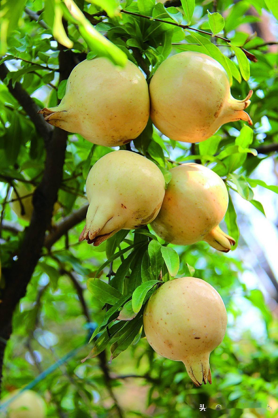 安徽怀远荆山镇:发展石榴产业 助力乡村振兴