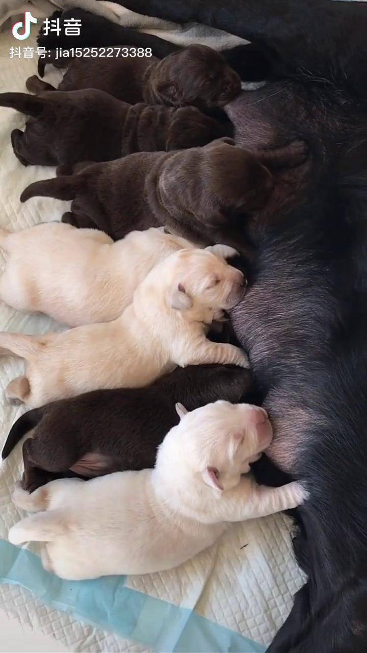 狗妈妈生了一窝拉布拉多太可爱了这一夜狗妈妈辛苦了喂完小可爱好好