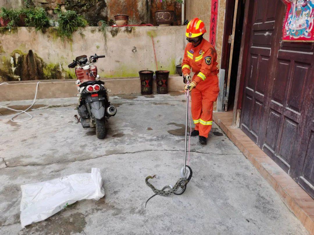 害怕!室内楼梯盖板下有条蛇,镇远消防为民解忧