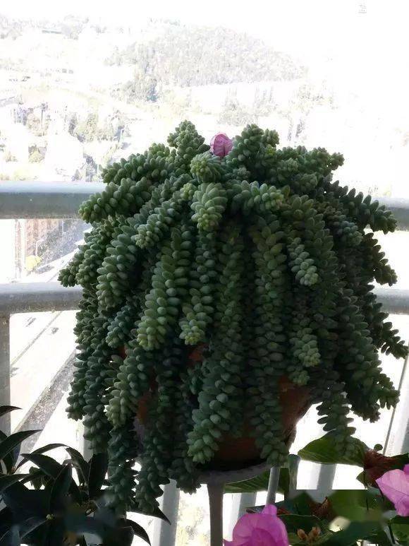 晒图养了两年的玉缀开花了感觉好惊喜