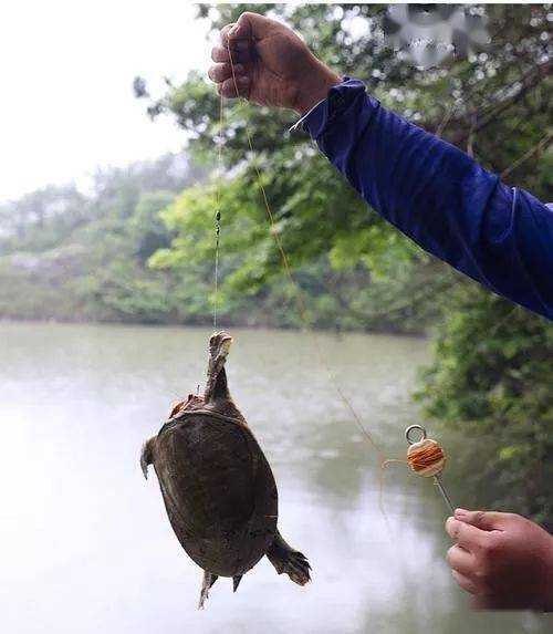 所以我们在事先要准备一个铁圈,等到甲鱼上钩后,再将铁圈从竿上滑到