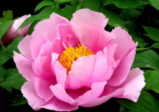 彩铅教程 | 画一朵盛放的牡丹花,超详细