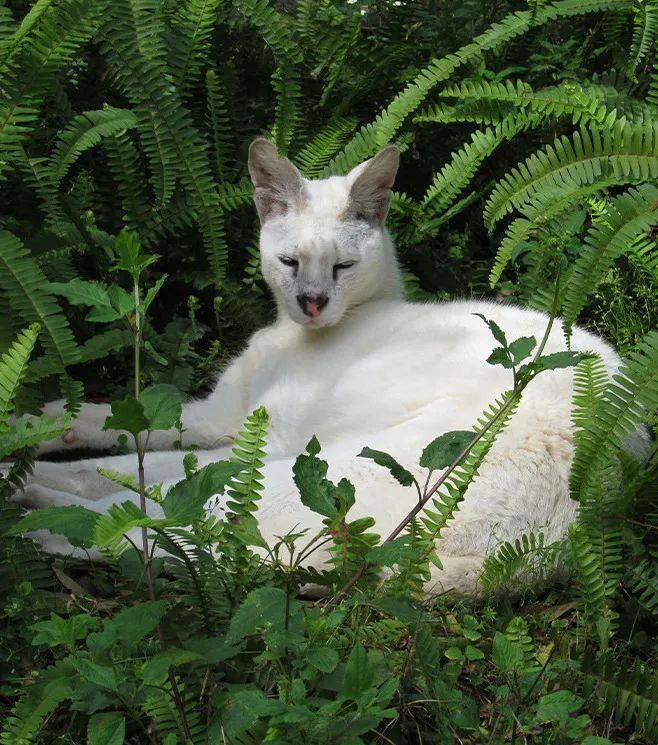 ps:偶尔能爆出黑,白薮猫腹面及靠近嘴部区域呈白色,身姿优雅!