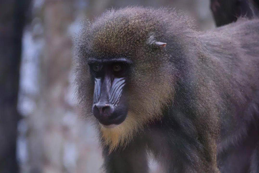 这份中秋看小圆脸的攻略你一定要收下