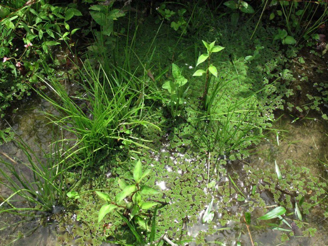 国宝级蕨类植物中华水韭首现宁海