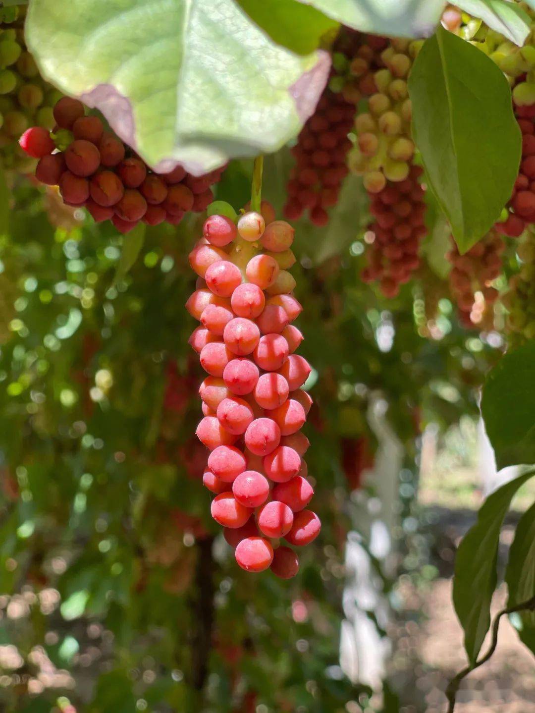 明日剧透67凤县五味子山野果逆袭变身致富钱串子