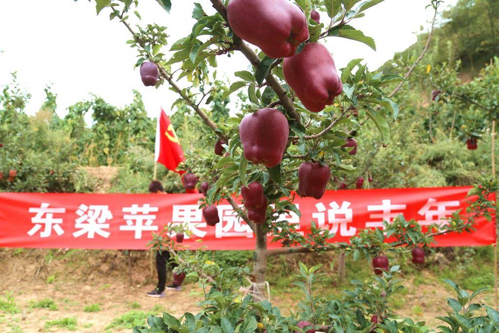 武山县东梁山苹果红了 我们丰收了