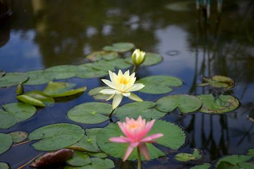 唐代|汶川：睡莲花开 笑迎客来