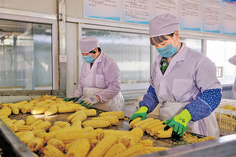 工人在分拣鲜食玉米