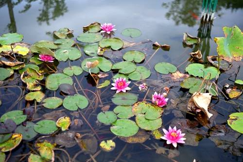 唐代|汶川：睡莲花开 笑迎客来