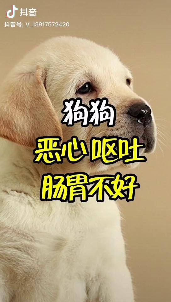 狗狗呕吐