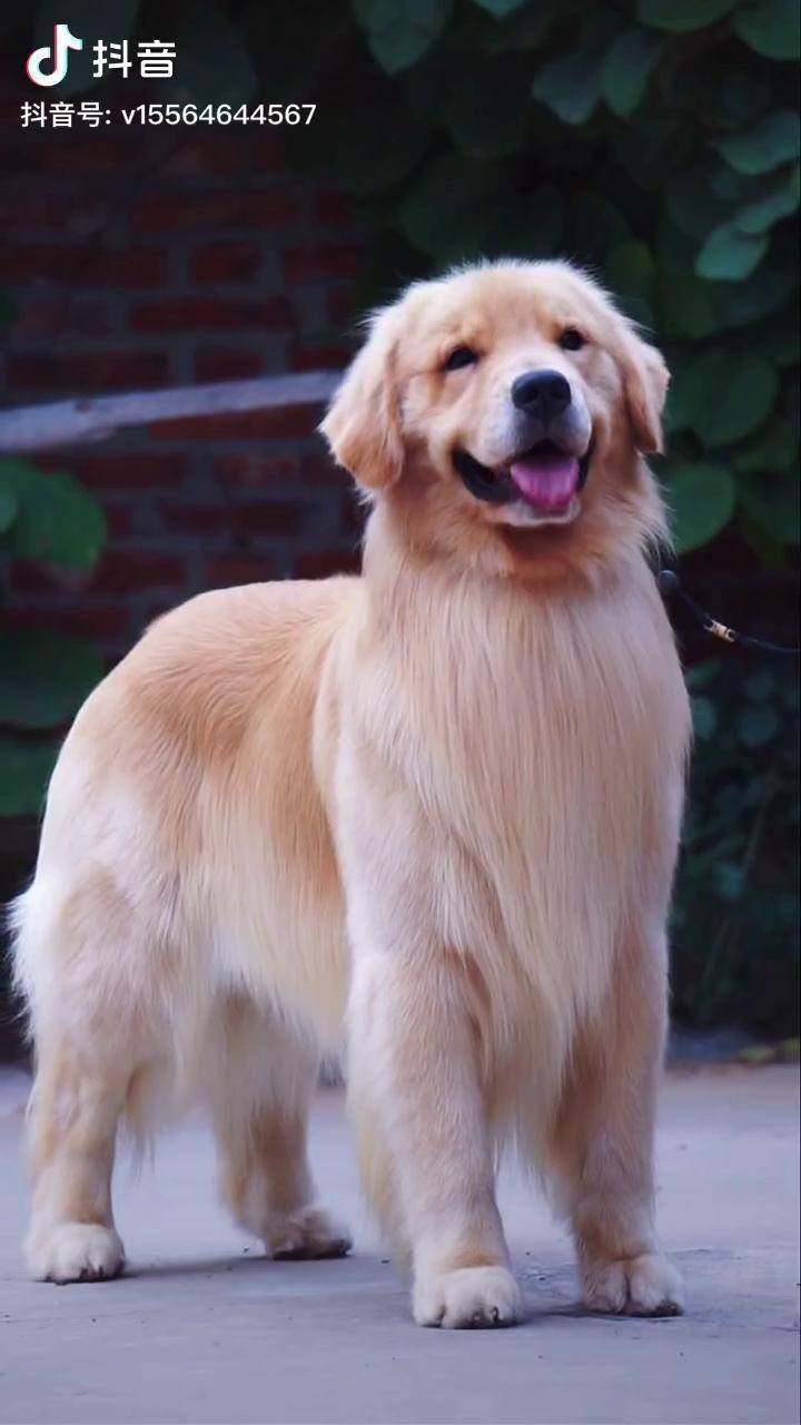 这是你们喜欢的类型吗有没有喜欢他的后代的可询赛级金毛赛级犬金毛