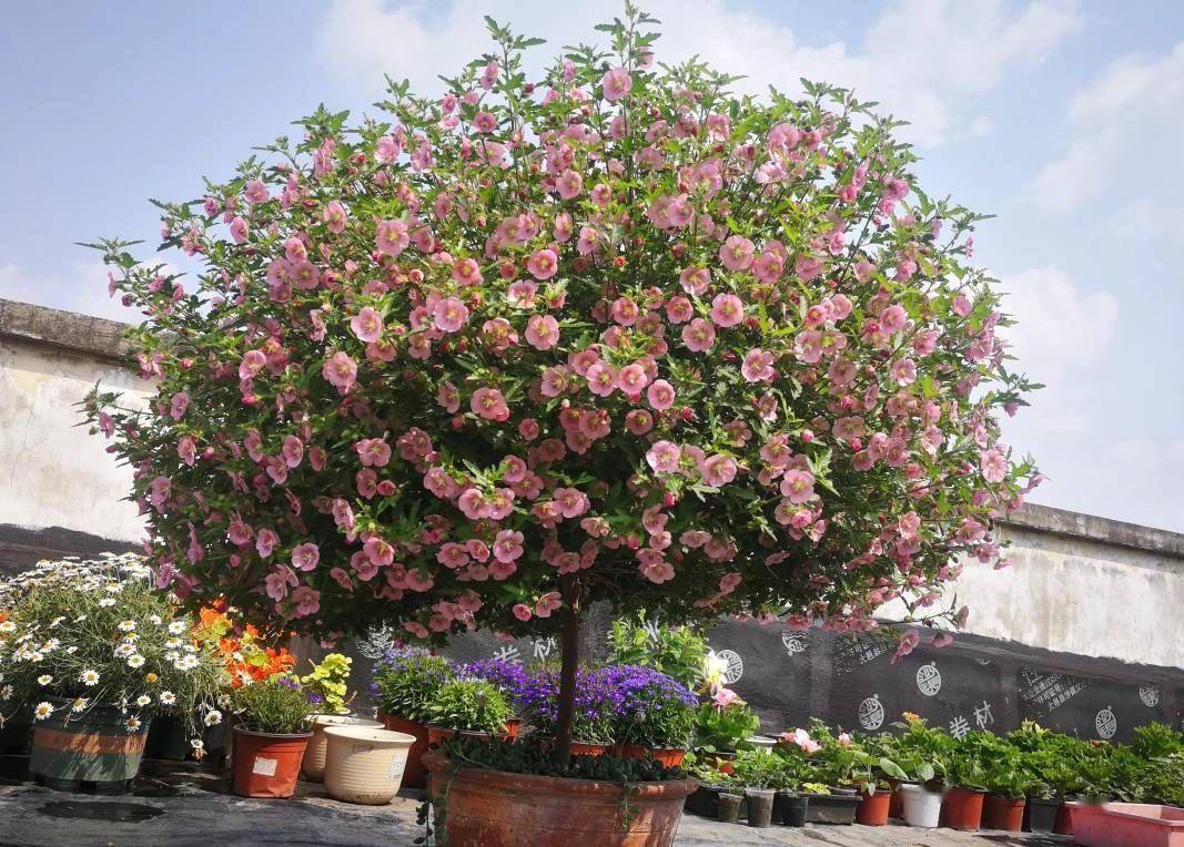 养好小木槿,做到3点,花期更长了,侧枝多花量大美美哒