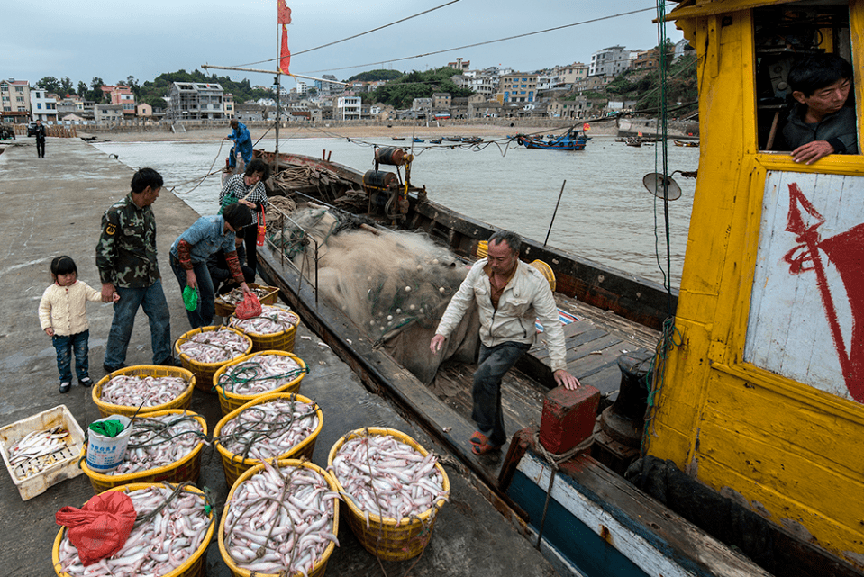 直击洞头开渔节 | 渔船出海原来是这样的!