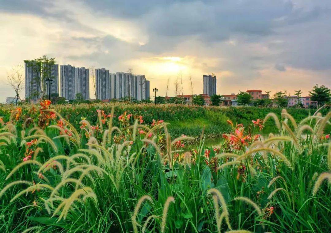 九江这里开满狗尾草!中秋将至,赏花赏月正当时