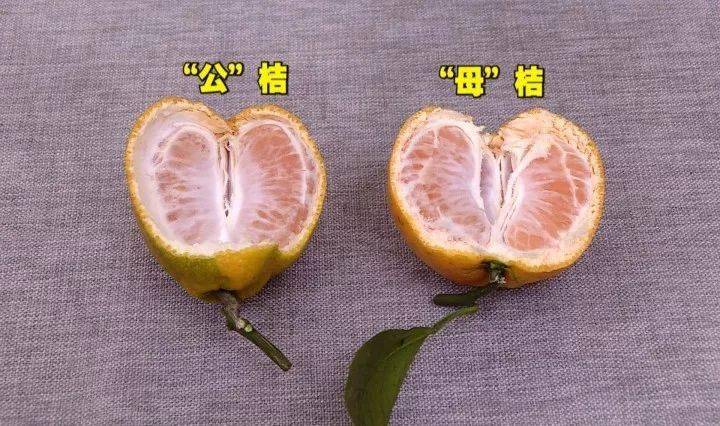 买桔子记住这三招,一挑一个准!