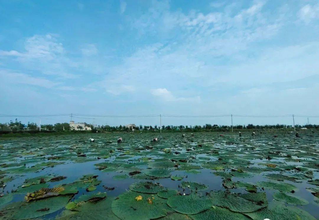 怀远县万福镇:3000亩芡实喜获丰收