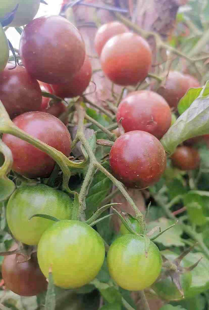 万亩黑番茄化身“防风固沙树、致富增收果”