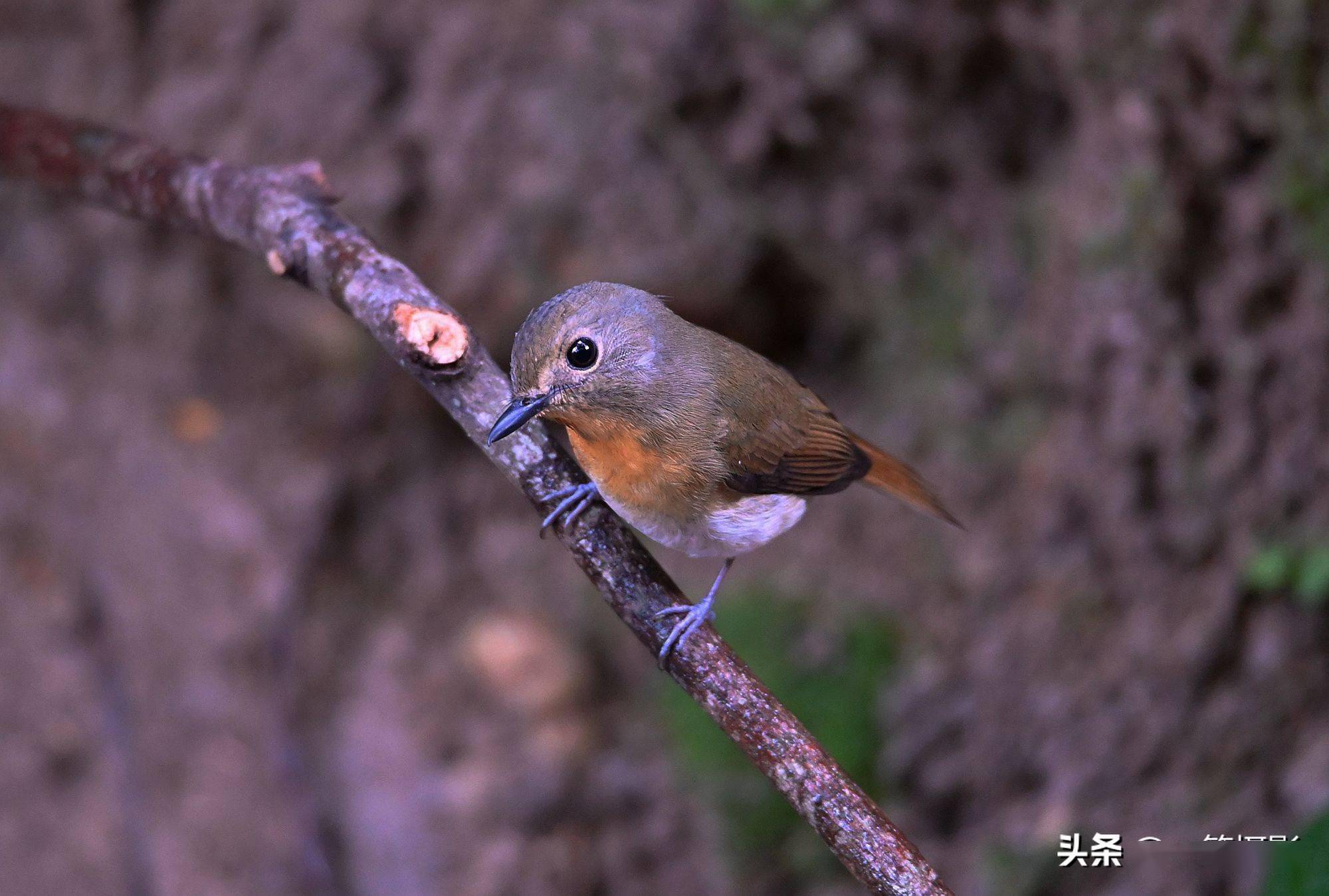 海南蓝仙鹟雌鸟样儿萌