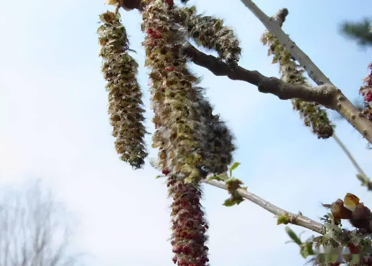 18种常见的先花后叶植物集锦