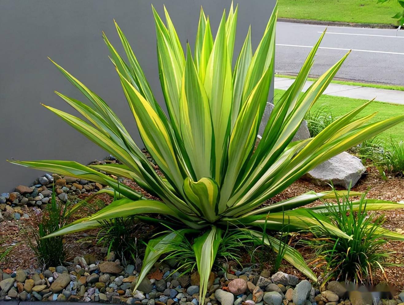 庭院景观设计中常用的地被植物有哪些