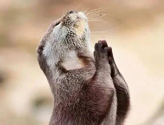 奇观动物拜佛千年一见佛法无边感天动地