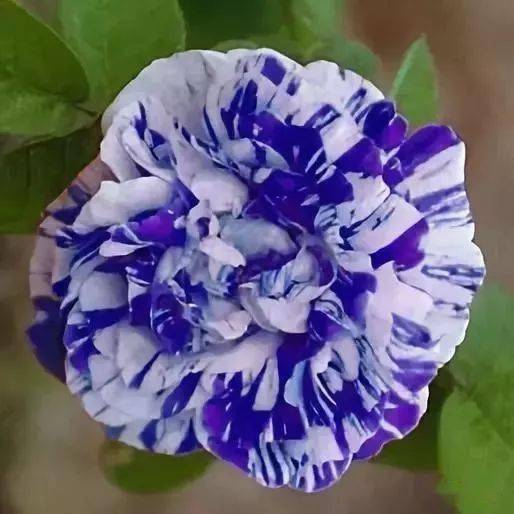 太漂亮了绝美复色花百年罕见一朵千金难求