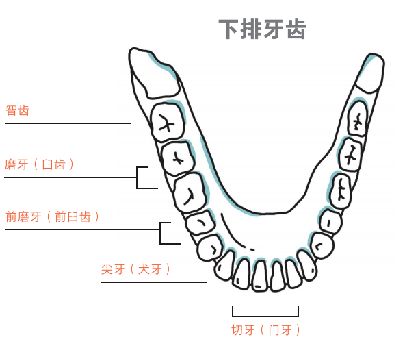 六七歲開始進入換牙,從乳牙換為恆牙,加上小學生也逐步進入橋樑書的