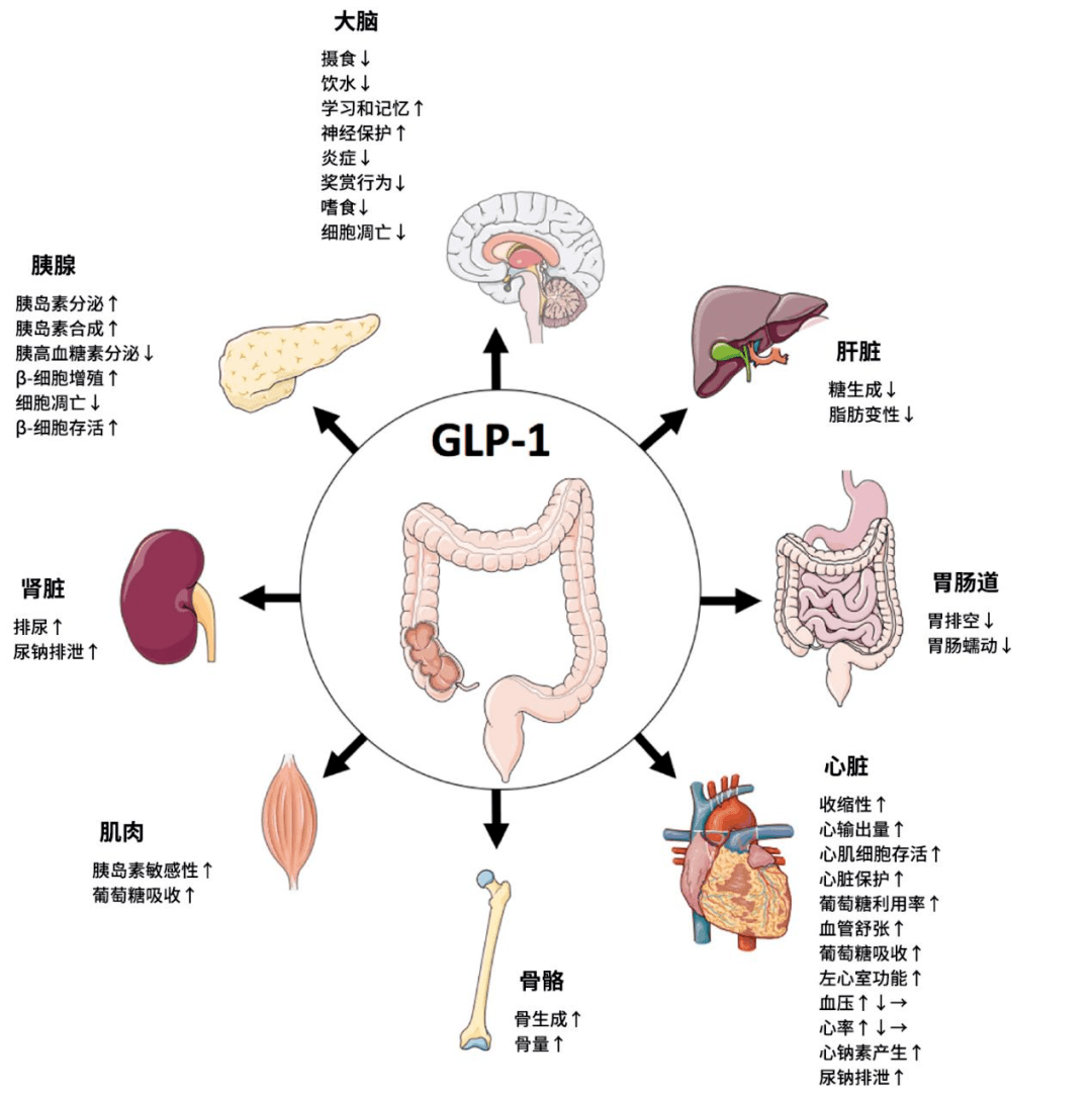 glp 1 分泌 名家说“肽”丨挖掘GLP-1双向调节胰岛激素的深层机制_搜狐网
